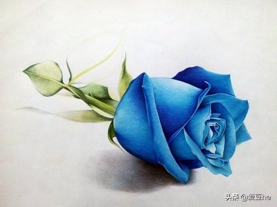 老司机是这样送花的!不同的玫瑰对应不同的心意