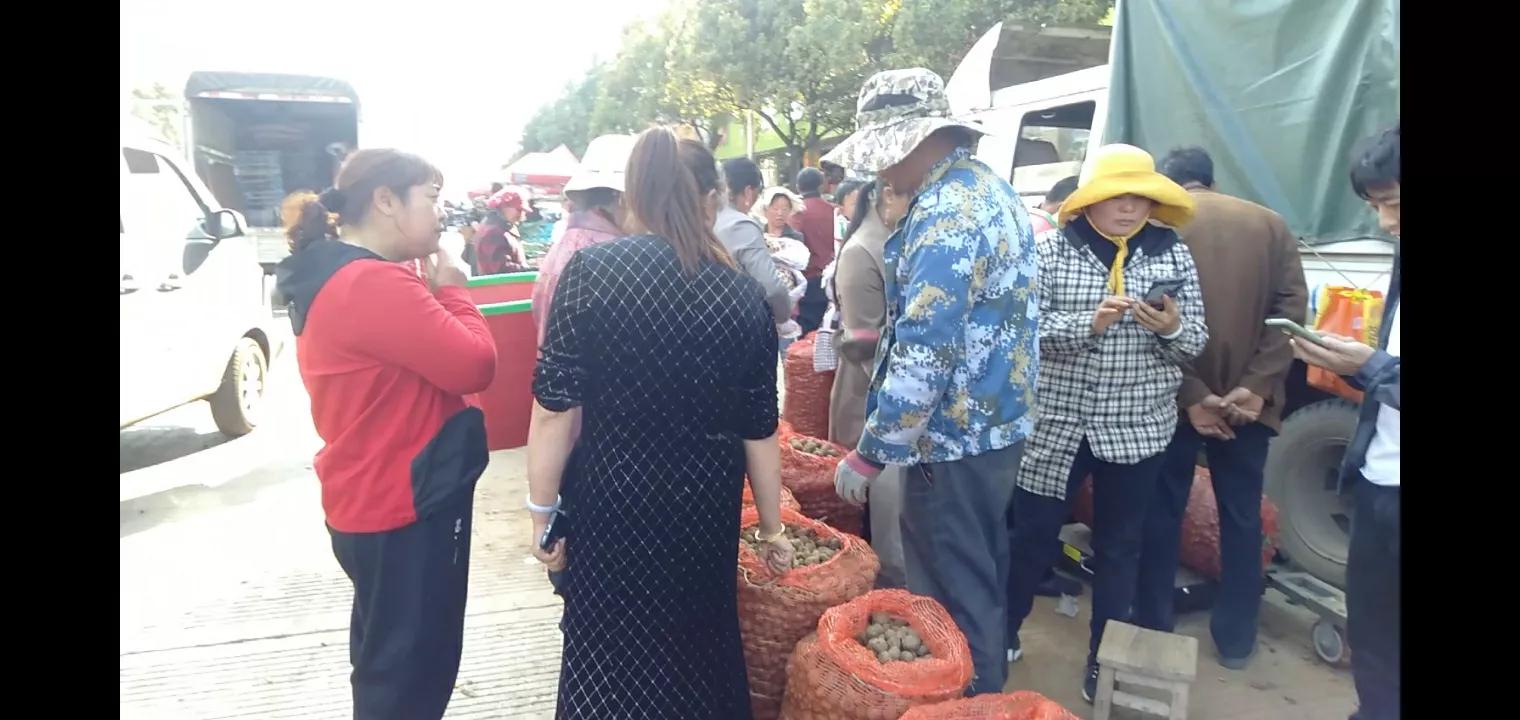 魔芋种植近几年价格变化,魔芋价值低迷种植前景还行吗