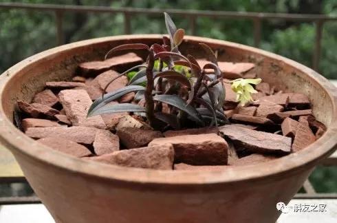 石斛兰用苔藓包着水培不烂根吗,香水石斛兰烂根重栽怎么浇水