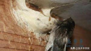 如何辨别燕窝真假,燕窝造假手段大全