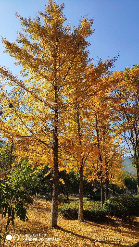 宜兴竹海十一月金色素材图片