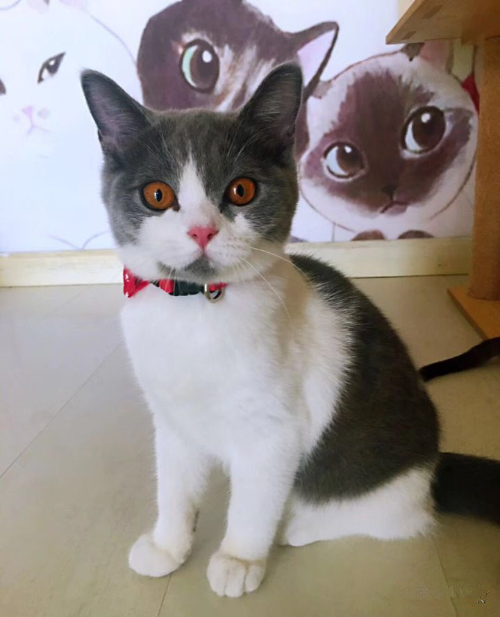 怎么防买到星期猫,如何避免在市场买到星期猫