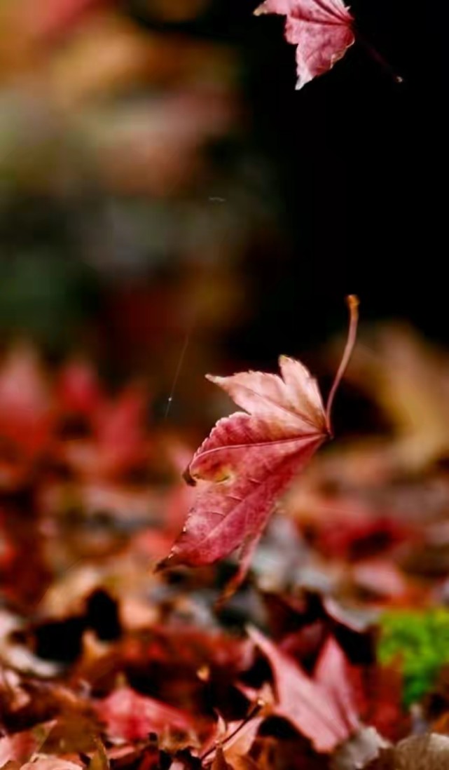 聆听晚秋,聆听晚秋落叶声