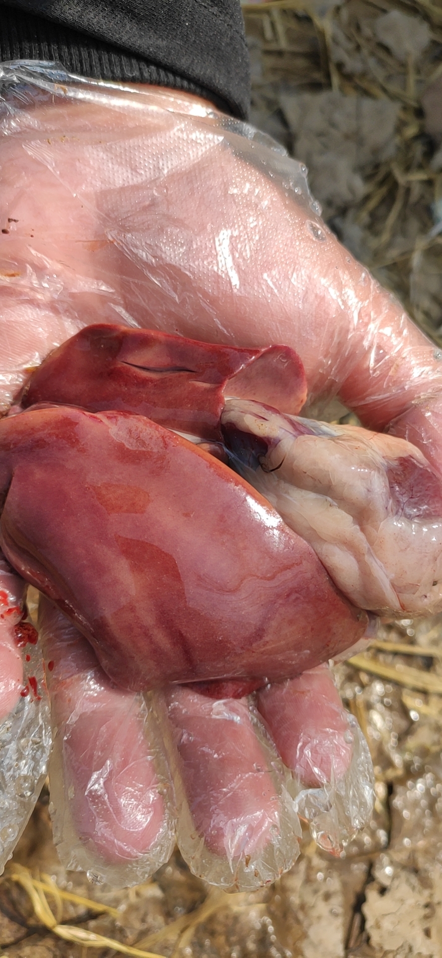 家禽疫病监测方案有哪些,家禽消毒杀菌用什么药