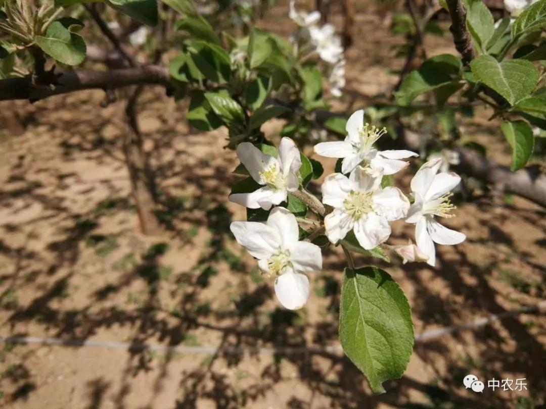 了解果树生长习性的方法,果树的生长环境和病虫害管理