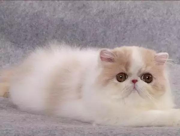 福懋动物医院:猫咪皮肤病不难治,看了这篇你就懂了