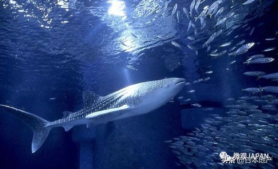 魅力大阪,魅力之都服饰