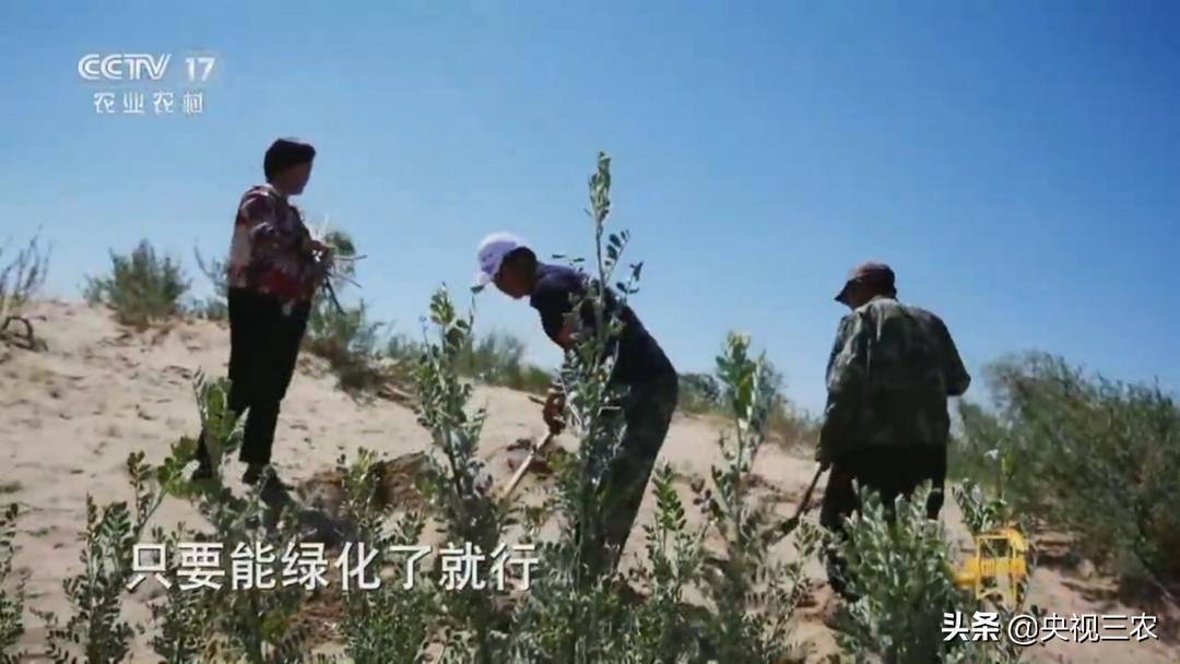 荒漠变绿洲不怕苦也不认命,荒漠变绿洲24年种下300万棵树
