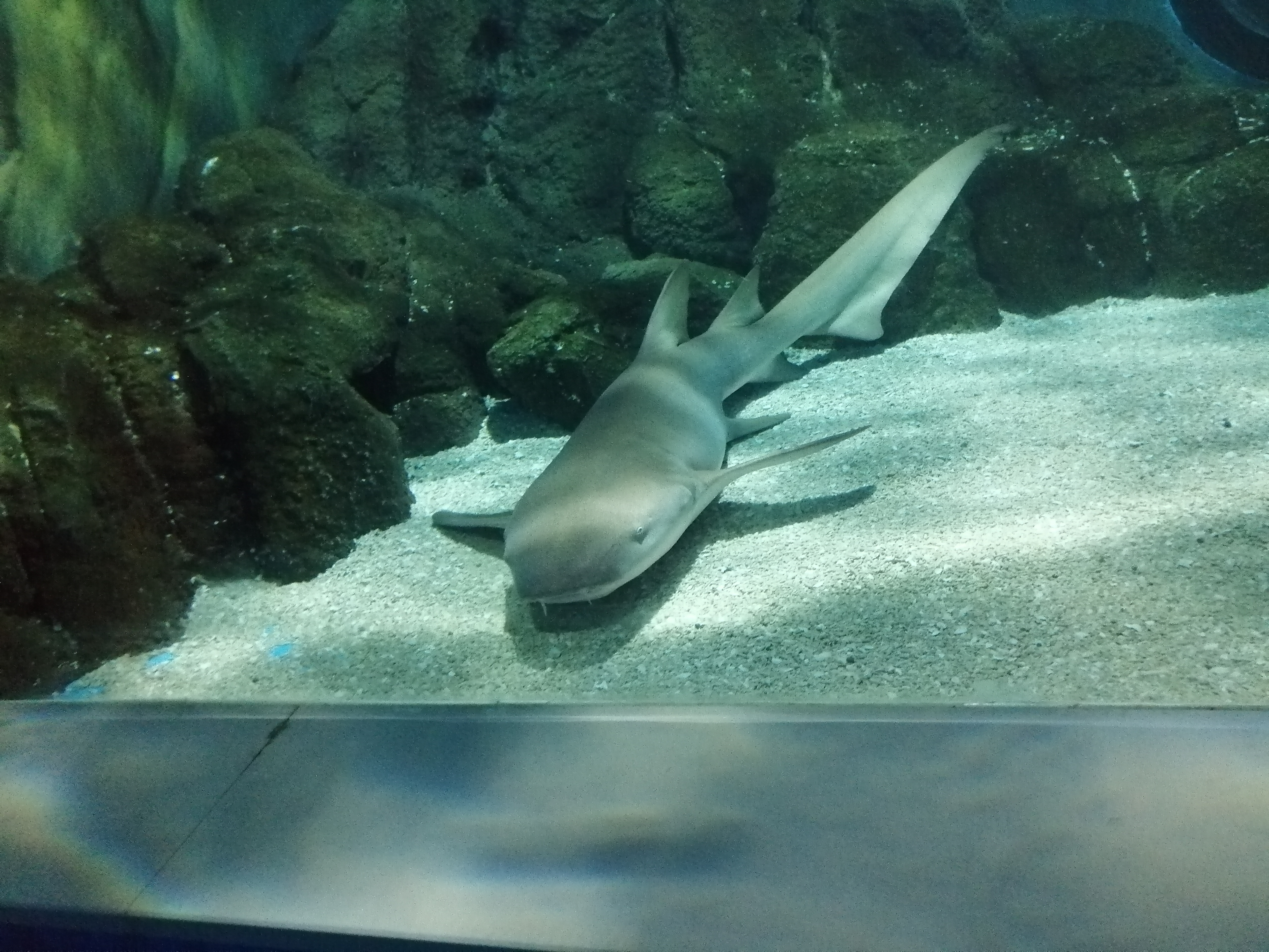 常州金鹰海洋世界19.9元,常州金鹰海洋世界开业