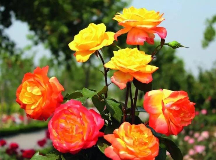 适合院子有藤的花,适合做花墙的藤本月季推荐