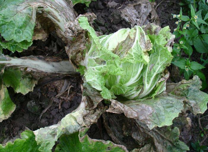 白菜烂心软腐病用什么药,教你一招解决白菜软腐病