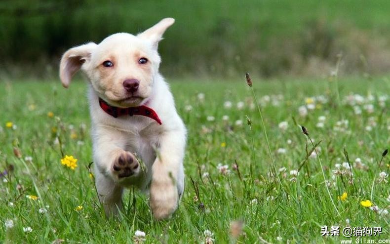 关于狗爪子的100个小知识,狗狗铲屎官的正确方法