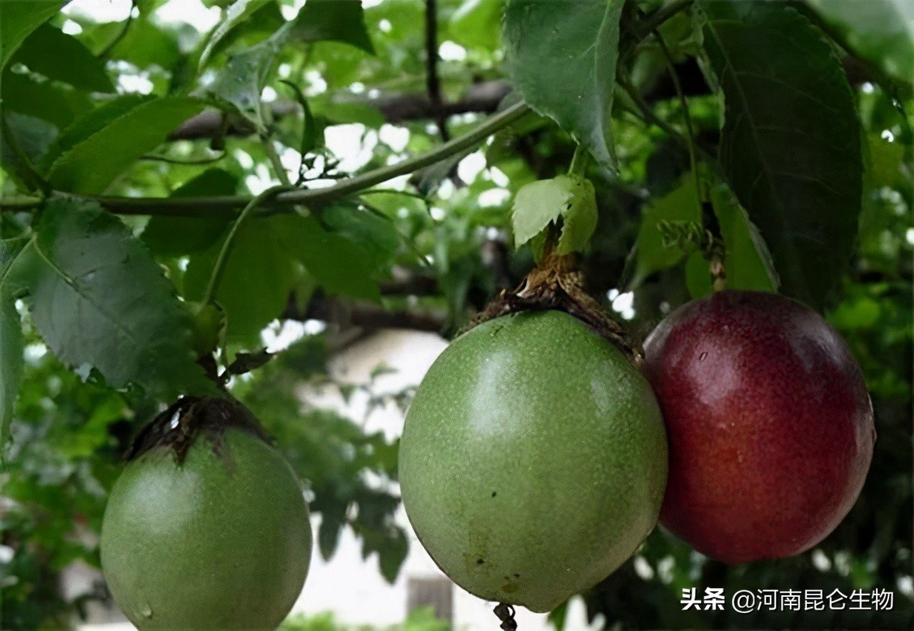 百香果茎基腐烂防治方法,百香果烂根黄叶是什么原因