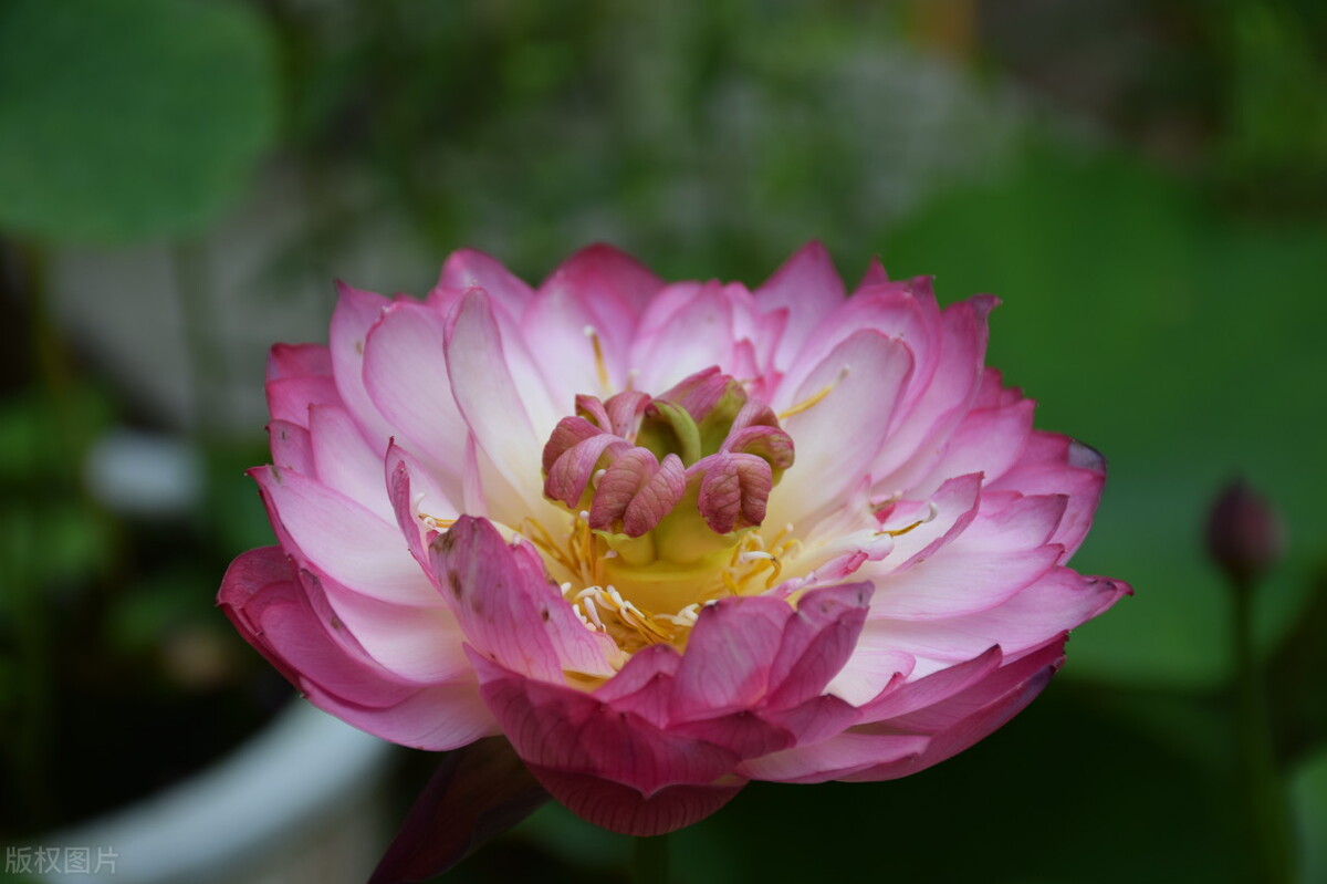 家中养4种花要当心,新手千万别碰这3种花