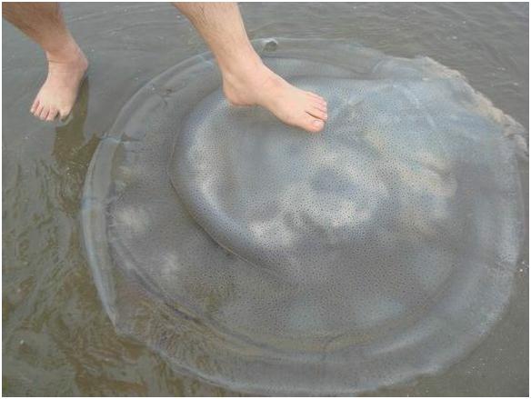 看图识海鲜，这些水产海鲜你都认识吗？