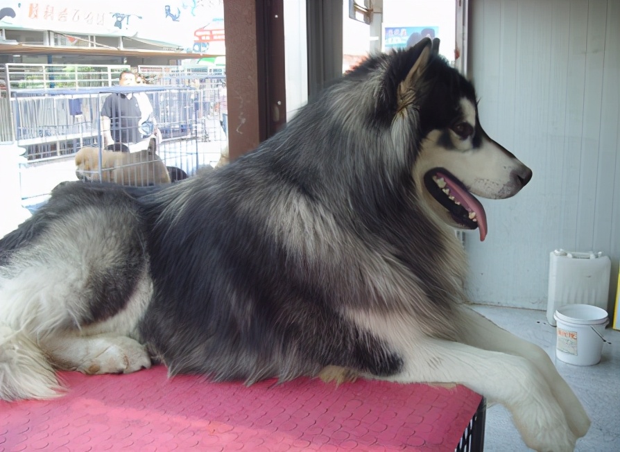 在中国10个品种的狗狗最受欢迎,现在最流行的狗狗是什么品种