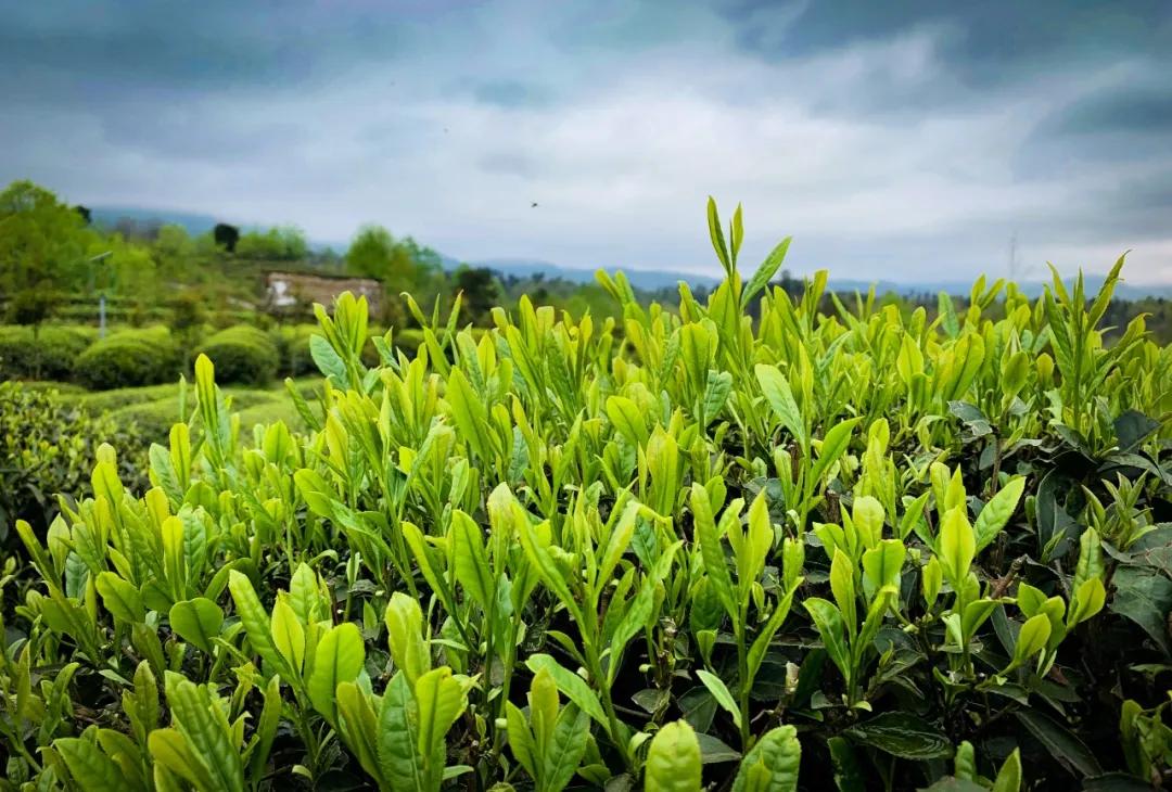 春林花多媚视频讲解,春林花多媚图片