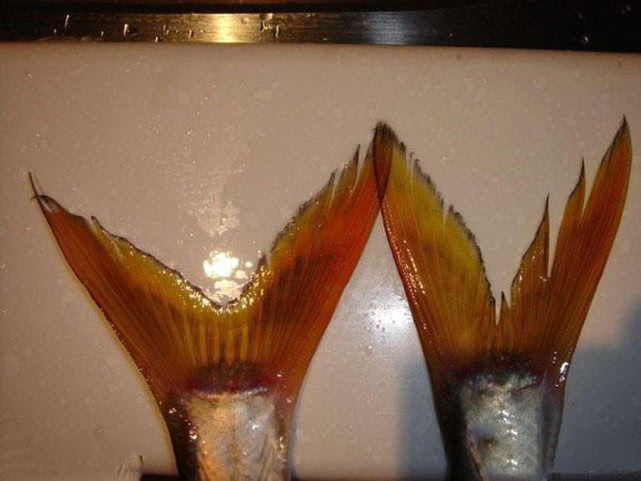 胖头鱼有什么钓法和技巧,小嘴鱼红尾黄的最佳钓法