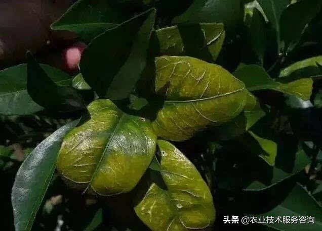 果树缺镁的症状是什么,果树缺氮磷钾怎么判断