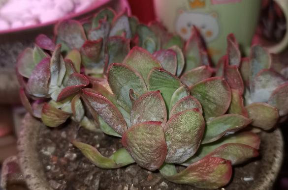 多肉叶子变软了蔫蔫的怎么救活,多肉叶子发软打蔫儿怎么处理