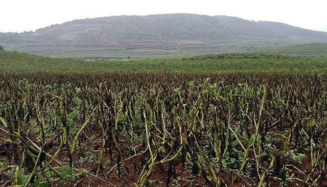 爱尔兰土豆饥荒血与泪：被饥饿操控的少女，如何走向了地狱？