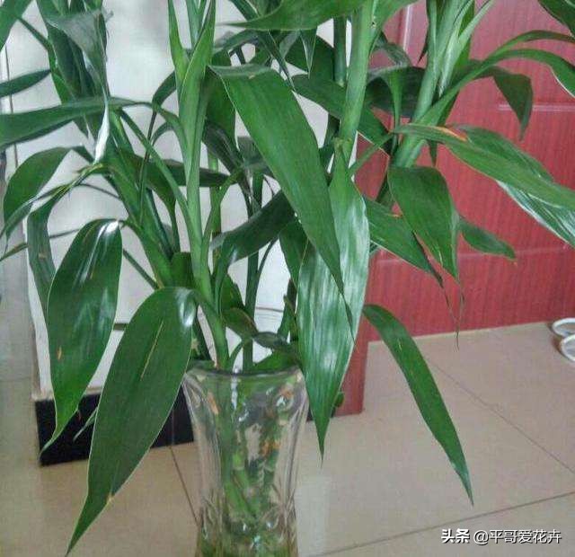 富贵竹叶片发黄怎样解决,富贵竹叶片尖发黄怎么办