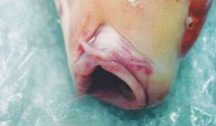 罗非鱼疱疹病毒怎么治,疱疹病毒如何防治