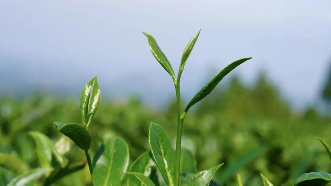 祁门红茶怎么样,祁门红茶简介