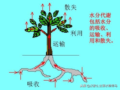 薰衣草一年生植物怎么养,衣草生长在什么季节最好养