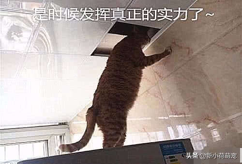 客厅天花板里有老鼠,客厅吊顶里的老鼠怎么进去的