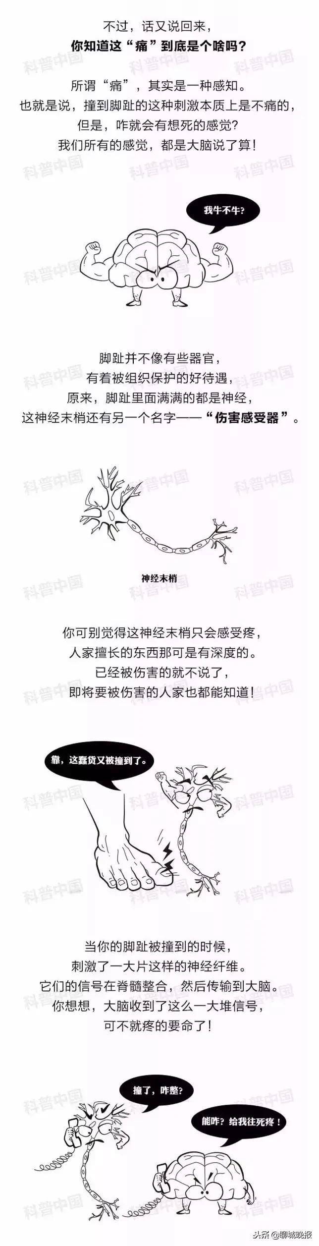 脚趾被撞一个星期了还有些疼,为什么脚趾砸到会那么痛