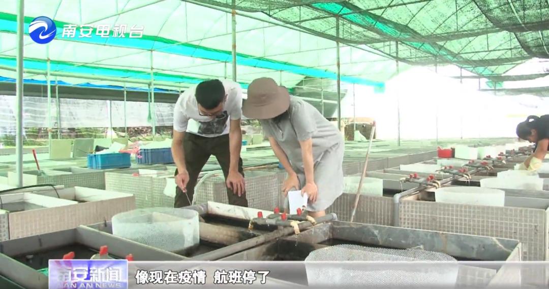 90后小伙的“斗鱼”梦:泰国斗鱼从南安“游”到全国各地!