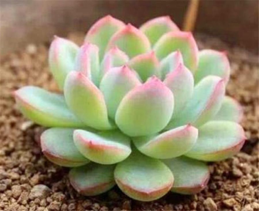 被砍头的多肉伤口晒干能晒太阳吗,多肉砍头后该怎么处理