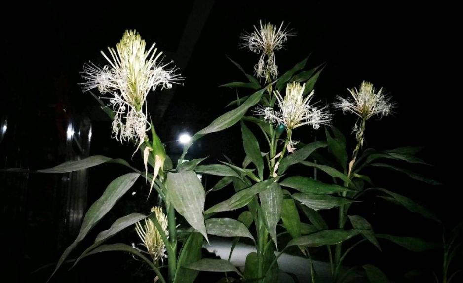 富贵竹新叶发红怎么办,富贵竹长出黄叶子怎么办