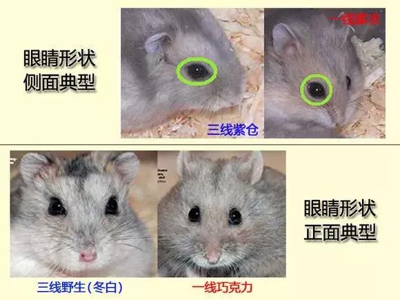 仓鼠怎么分辨一线和三线,三线仓鼠大战一线仓鼠