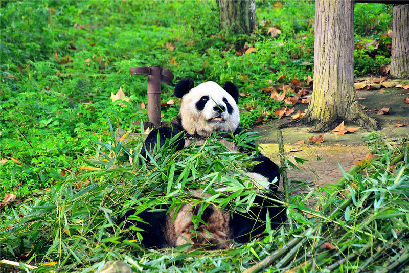置身于童话中的九寨沟,畅游人间仙境黄龙九寨沟七日游