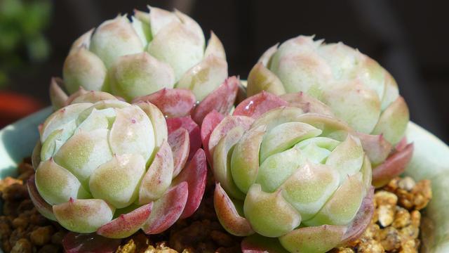 阳台上不要放这四种东西,阳台上不宜放什么植物