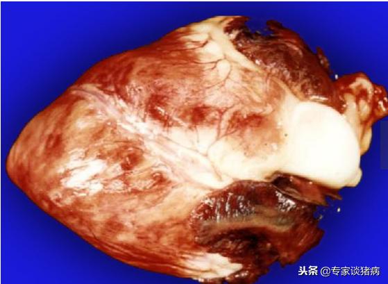 猪场口蹄疫猪会全部发病吗,猪群中发生口蹄疫怎么办