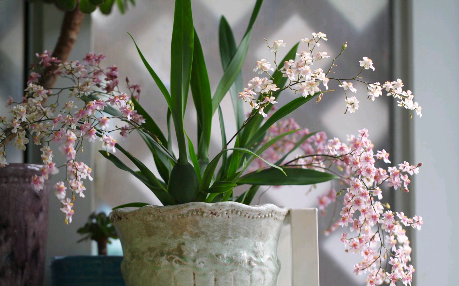 人养花一时养人一生,人养花同时花也养人