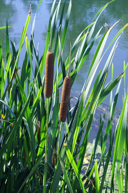 月亮湖的往事视频,月亮湖的往事全集