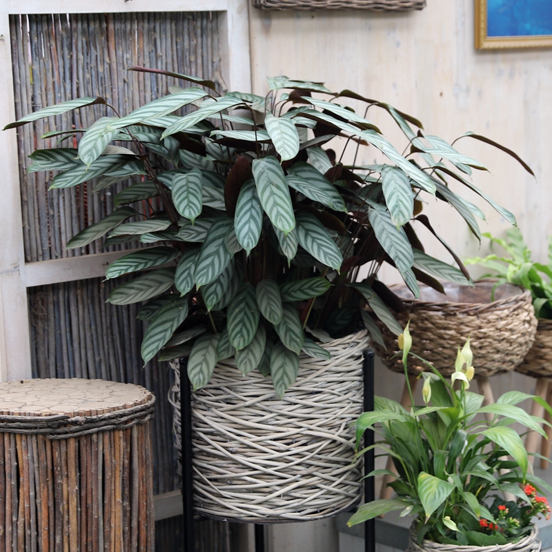 人养花一时养人一生,人养花同时花也养人