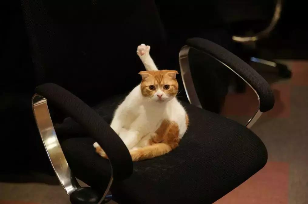 可以撸羊驼撸猫撸狗的咖啡厅,猫咖咖啡馆买猫