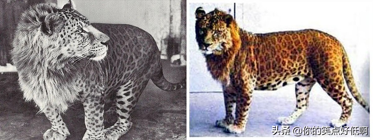 非洲象和亚洲象有没有生殖隔离，能不能杂交出“亚非象”？