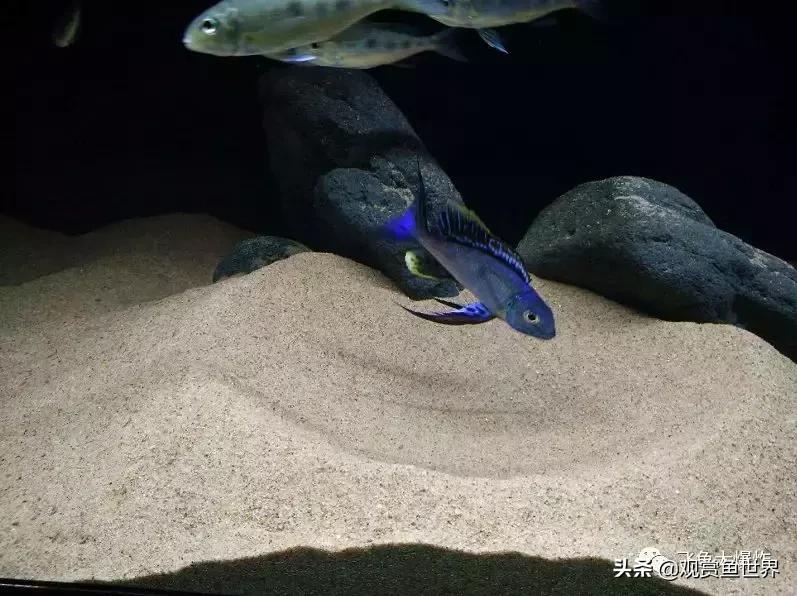 慈鲷蓝波,三湖慈鲷哪些值得养