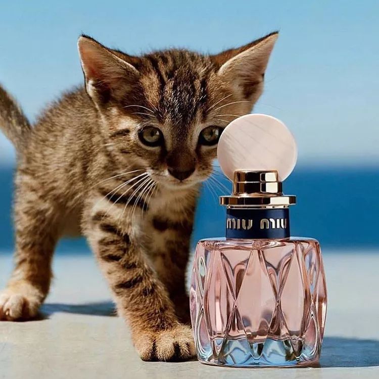 大牌香水推荐miumiu,大牌平价香水爱马仕