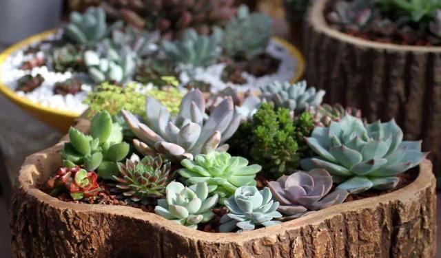 多肉徒长的最佳方式,多肉徒长了怎么整理