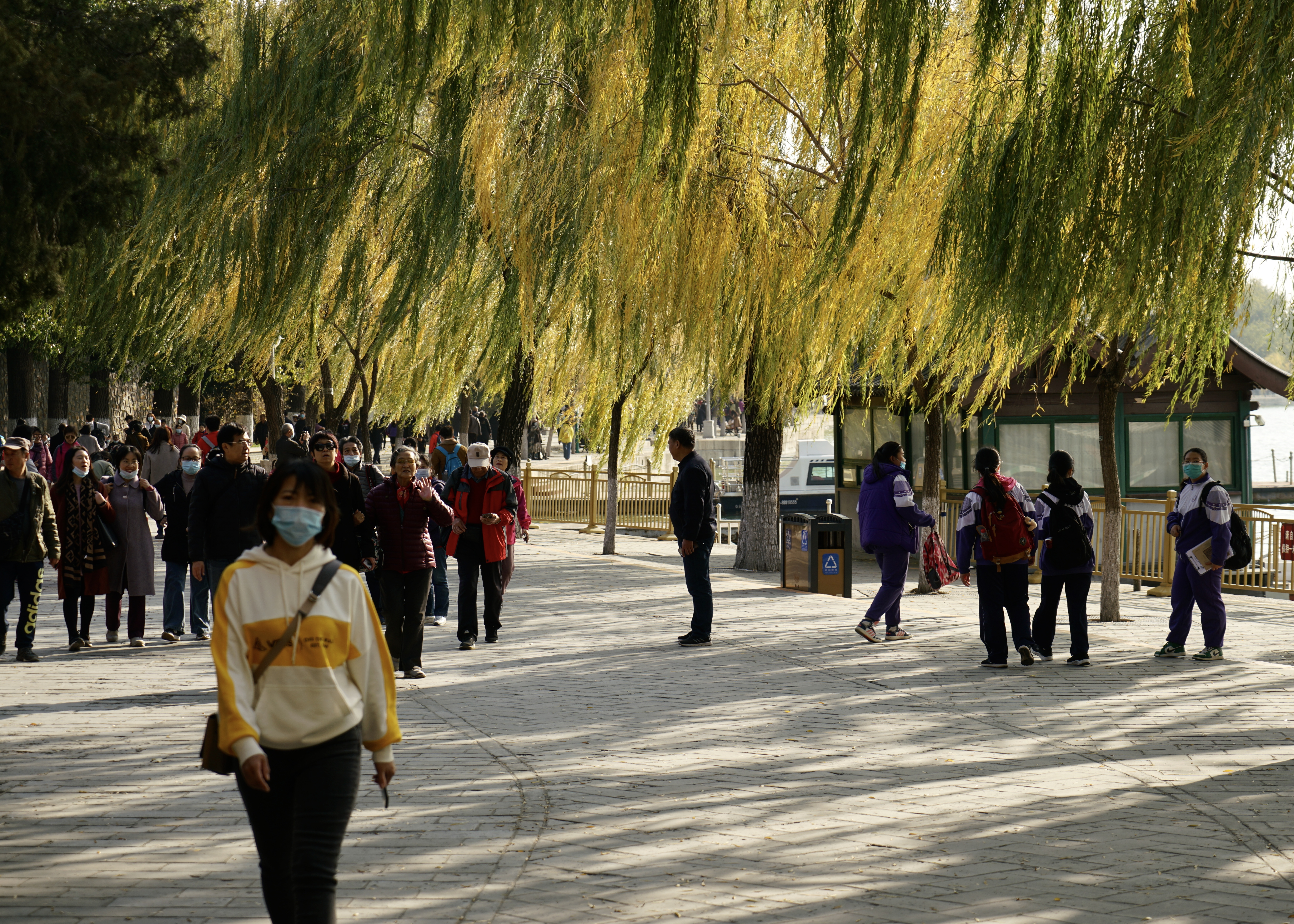 金色的北京犬,金色的北京现代汽车