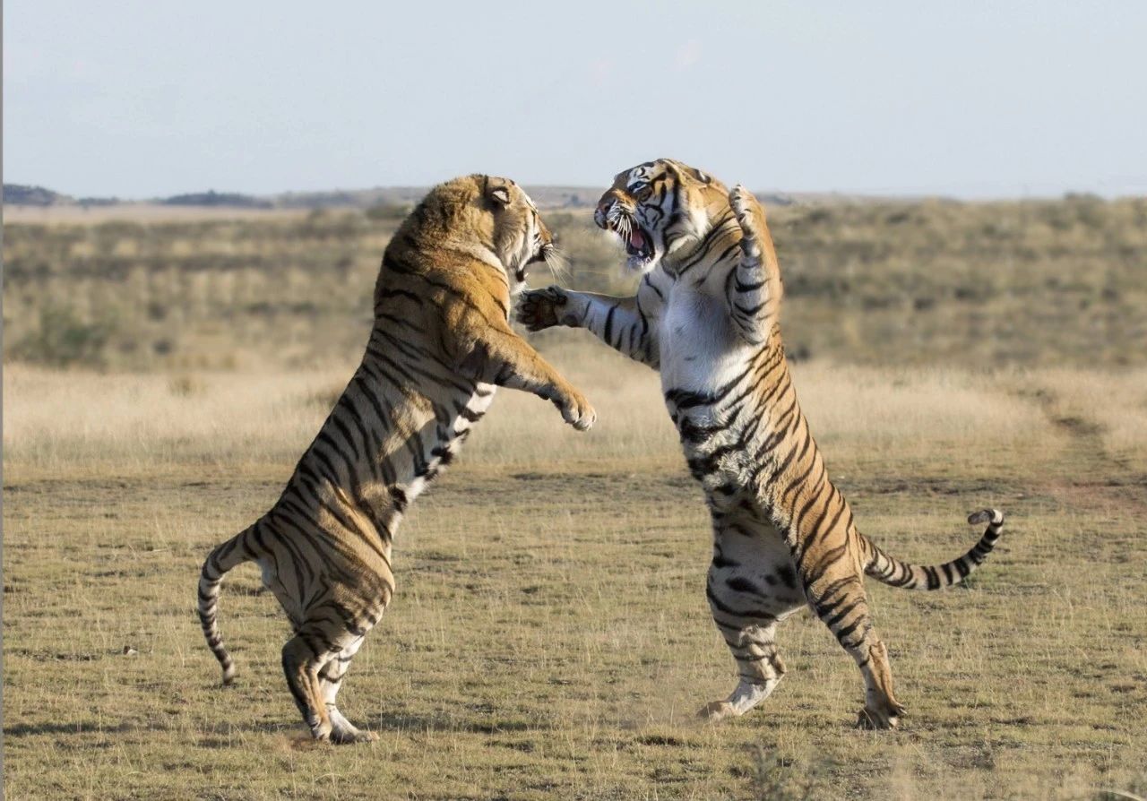 辟谣:虎入非洲*杀屠**狮群,破坏生态平衡?