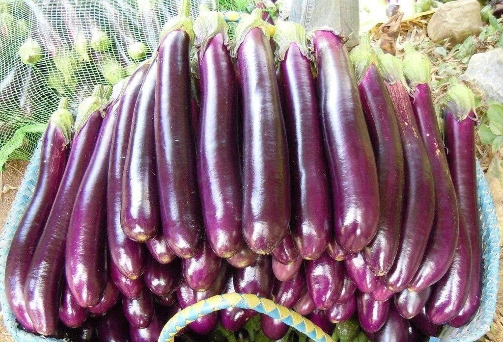 茄子圆茄长茄区别 (长茄好还是圆茄好)