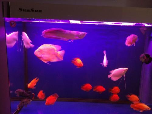 硝化细菌是自然存在吗,硝化细菌崩溃的特殊原因